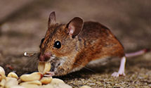 24 Hour & Emergency Exterminators in Harden City, OK